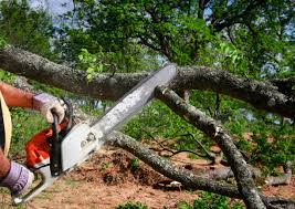 Professional Tree Removal and Landscaping Services in Aptos, CA